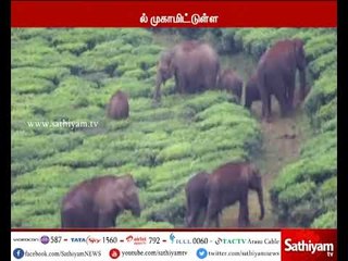 Video herunterladen: கோவை அருகே தேயிலை தோட்டத்தில் காட்டு யானைகள், மற்றும் காட்டு எருமை கூட்டத்தால் மக்கள் பீதி