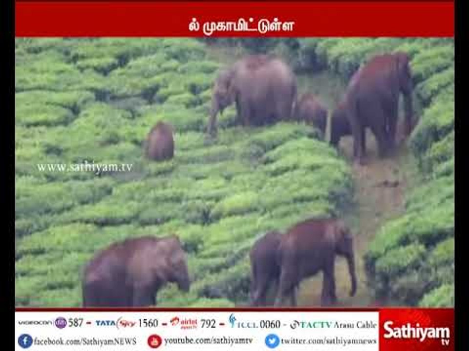 கோவை அருகே தேயிலை தோட்டத்தில் காட்டு யானைகள், ம...