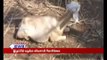திருப்பூர் அருகே வெறிநாய்கள் கடித்து 9 ஆடுகள் பலி