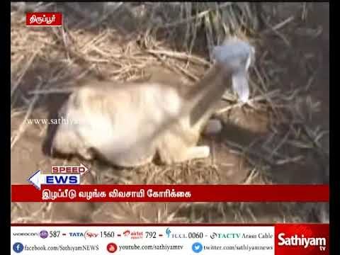 திருப்பூர் அருகே வெறிநாய்கள் கடித்து 9 ஆடுகள் பலி