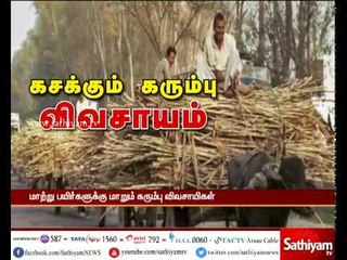 திருவண்ணாமலை:  மாற்று பயிர்களுக்கு மாறும் கரும்பு விவசாயிகள்