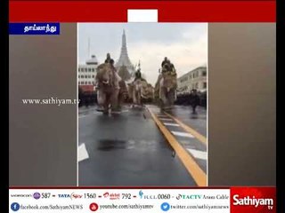 தாய்லாந்து மன்னர் நினைவிடத்தில் வெள்ளை யானைகள் நடனமாடிய வீடியோ காட்சி