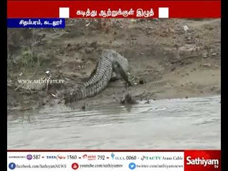 சிதம்பரம் அருகே பழைய கொள்ளிடம் ஆற்றில் முதலைகள் அட்டகாசம் – பொதுமக்கள் அச்சம்