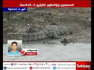 பழைய கொள்ளிடம் ஆற்றில் உயிர்பலி வாங்க காத்திருக்கும் ராட்சத முதலைகள்