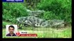 ராட்சத முதலைகளை பிடிக்க வனத்துறை சார்பில் குழு அமைக்கப்பட்டுள்ளது - கடலூர் மாவட்ட ஆட்சியர்