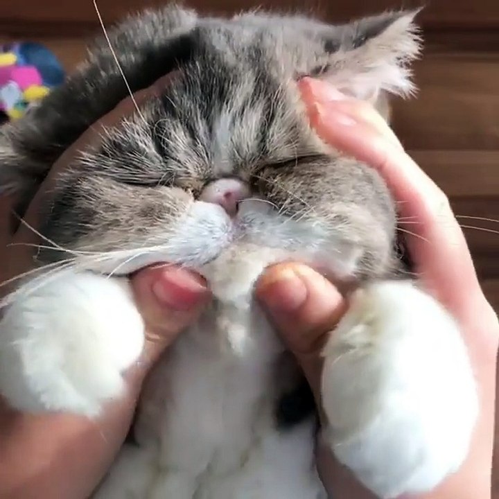 thats how your cat look like when he wake up & funny cats & kitties