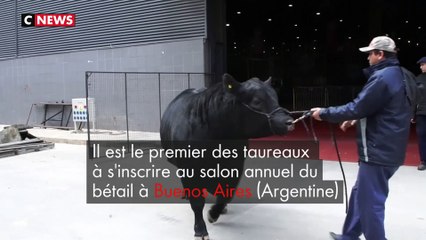 Argentine : un taureau baptisé  «Mbappé»