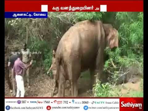 கோவை அருகே காலில் ஏற்பட்ட கட்டியால் அவதிப்பட்டு வந்த காட்டுயானைக்கு அறுவை சிகிச்சை