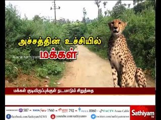 வால்பாறை: அச்சத்தின் உச்சியில் மக்கள் - குடியிருப்புக்குள் நடமாடும் சிறுத்தை