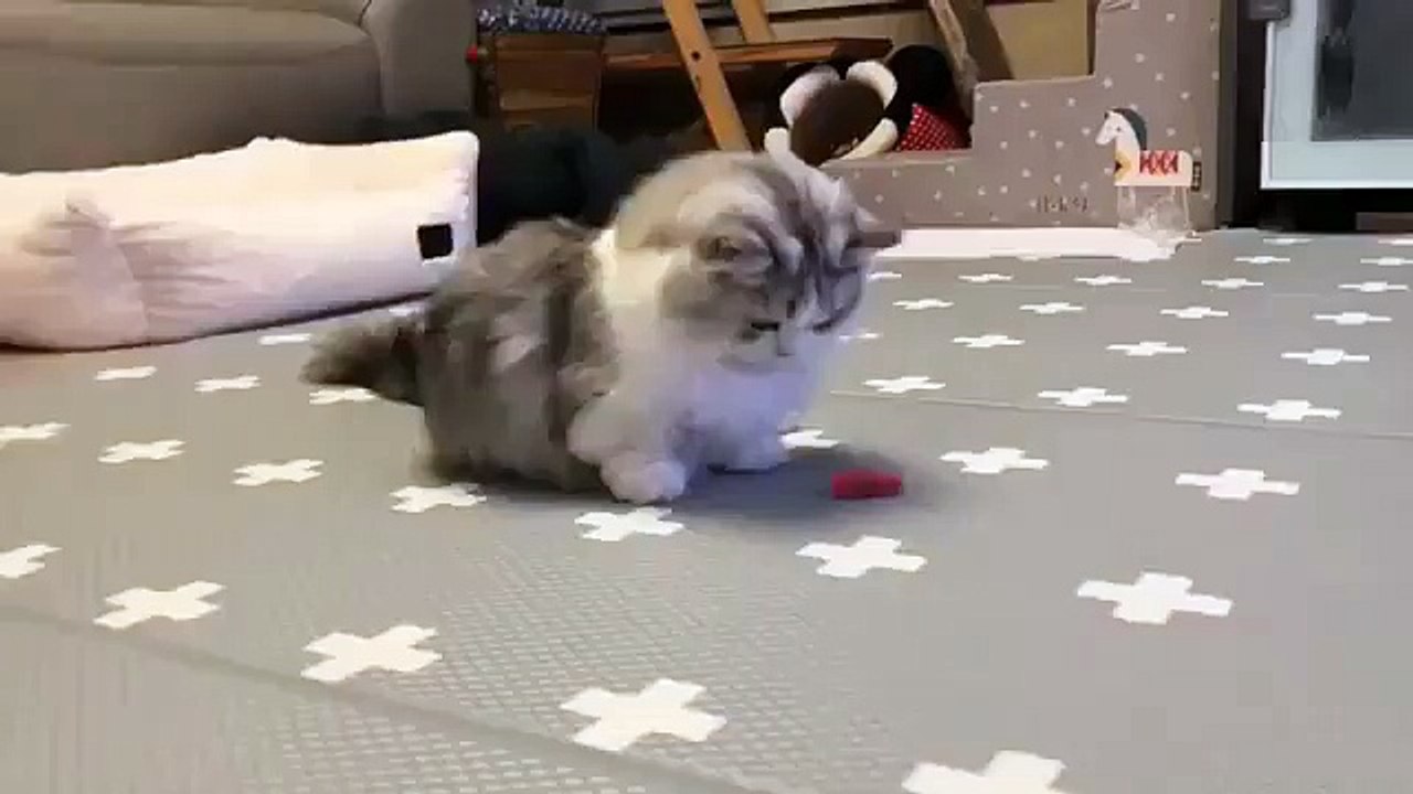 Your cat loves to play with little cars