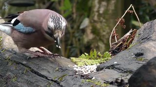 Videos for Cats to Watch Forest Birds Chirping and Singing