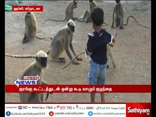 குரங்குளுடன் விளையாடும் ஒன்றரை வயது சிறுவன்