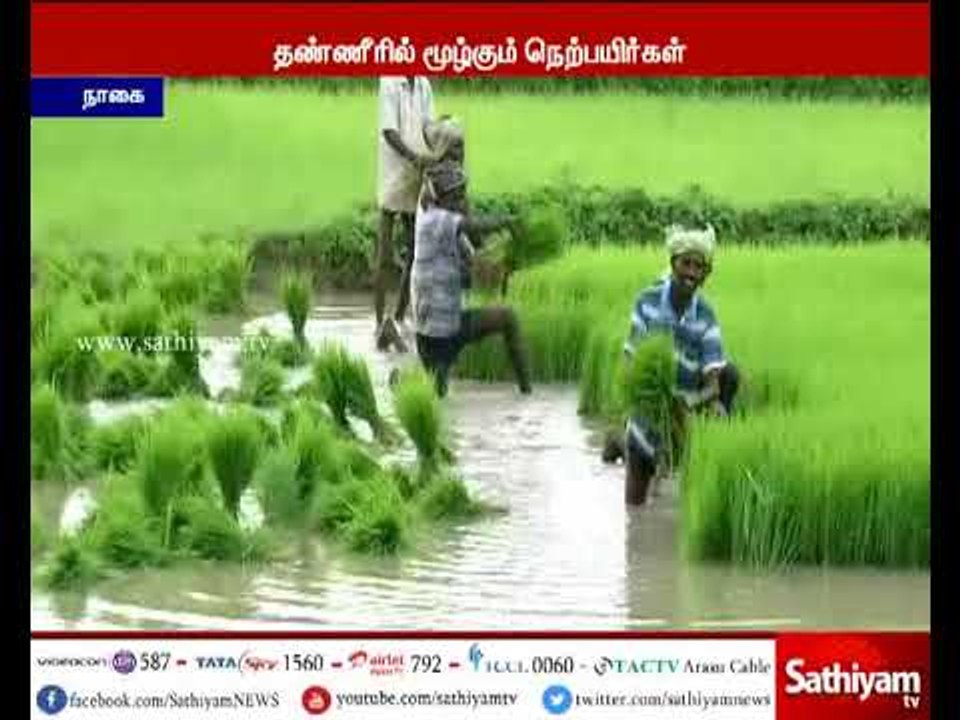 நீரில் மூழ்கிய பயிர்கள் - விவசாயிகள் கவலை