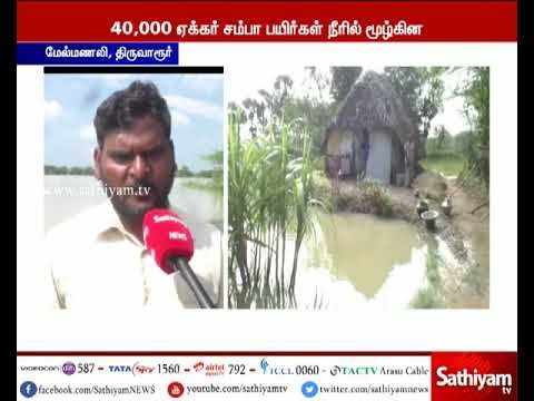 தொடர் மழை காரணமாக திருவாரூர் மாவட்டத்தில் 40 ஆயிரம் ஏக்கர் சம்பா பயிர்கள் நீரில் மூழ்கியுள்ளன