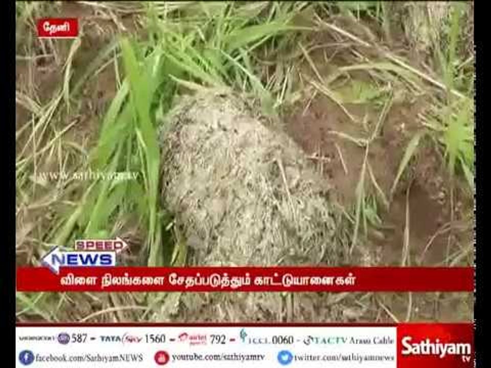 தேனி: காட்டு யானைகளை வனப்பகுதிக்குள் விரட்ட வனத்துறை நடவடிக்கை எடுக்க வேண்டும் - விவசாயிகள் கோரிக்கை