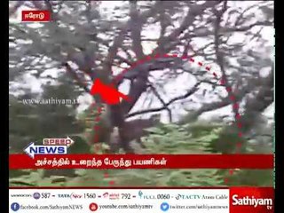 சத்தியமங்கலம் அருகே மரத்தின் மீது அமர்ந்திருந்த சிறுத்தையை கண்டு பயணிகள் அச்சம்