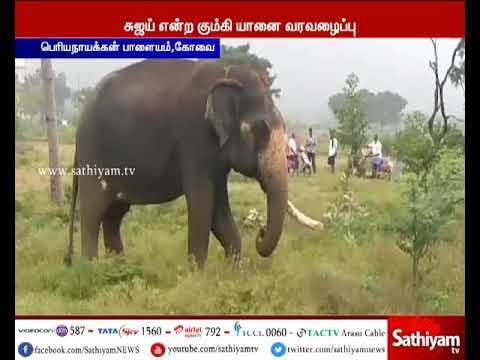 காட்டு யானை ஊருக்குள் வராமல் தடுக்க சுஜய் என்ற கும்கி யானை வரவழைப்பு