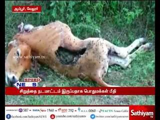 Descargar video: வேலூர்: மர்ம விலங்கு கடித்து கன்றுகுட்டி பலி - சிறுத்தை நடமாட்டம் இருப்பதாக அப்பகுதி மக்கள் பீதி