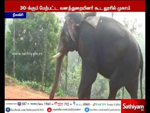 குடியிருப்பு பகுதிகளுக்குள் காட்டு யானைகள் புகாமல் தடுப்பதற்காக இரண்டு கும்கி யானைகள் வரவழைப்பு