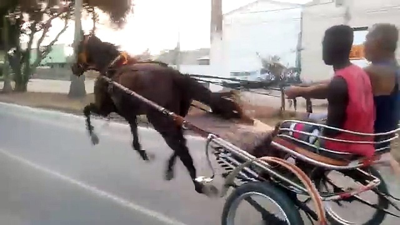 whatsapp funny video