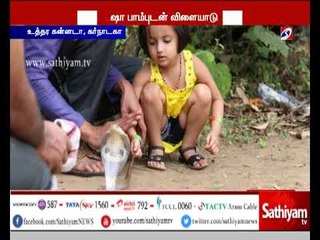 நாகப்பாம்புகளுடன் விளையாடும் 3 வயது சிறுமி
