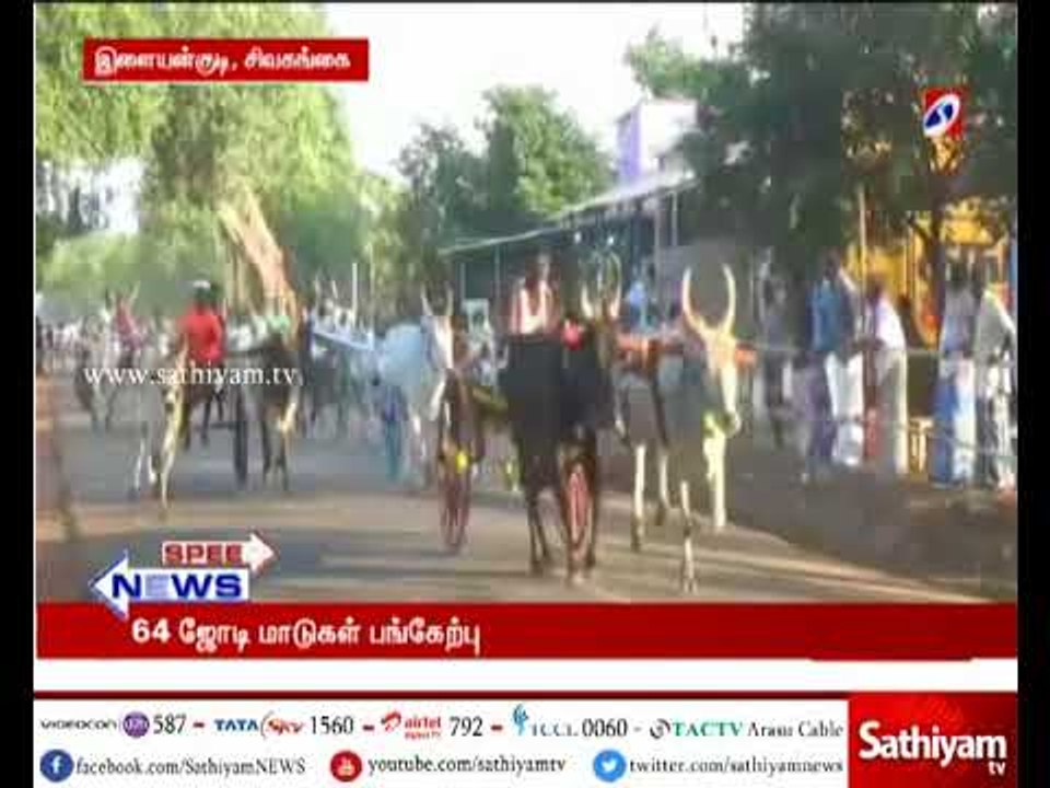 ரேக்ளா காளைகள் வளர்ப்போர் சங்கம் சார்பில் மாட்டு வண்டி பந்தயம்