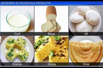 (1)CBSE Class 12 Biology, Microbes In Human Welfare – 1, Microbes In Household Products