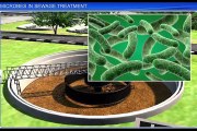 (3)CBSE Class 12 Biology, Microbes In Human Welfare – 3, Microbes In Sewage Treatment