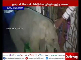 வனப்பகுதிக்குள் செல்ல மறுத்து மீண்டும் ஊருக்குள் புகுந்த குட்டியானை