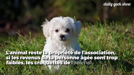 À Cambrai, les chiens abandonnés prêtés aux personnes âgées