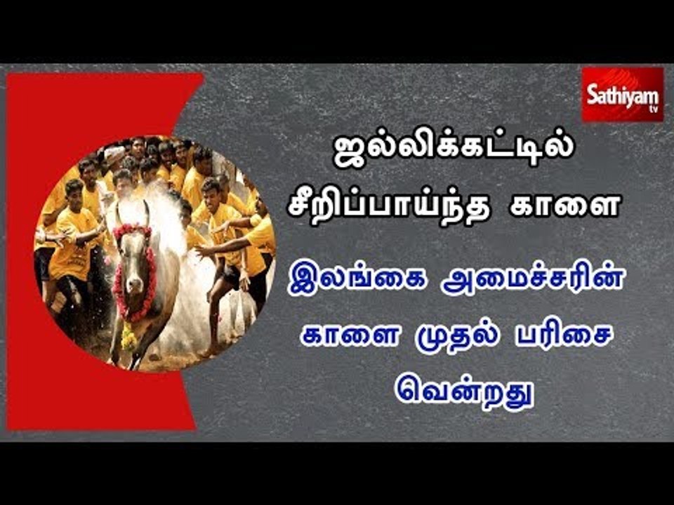 ஜல்லிக்கட்டில் சீறிப்பாய்ந்த காளை - இலங்கை அமைச்சரின் காளை முதல் பரிசை வென்றது