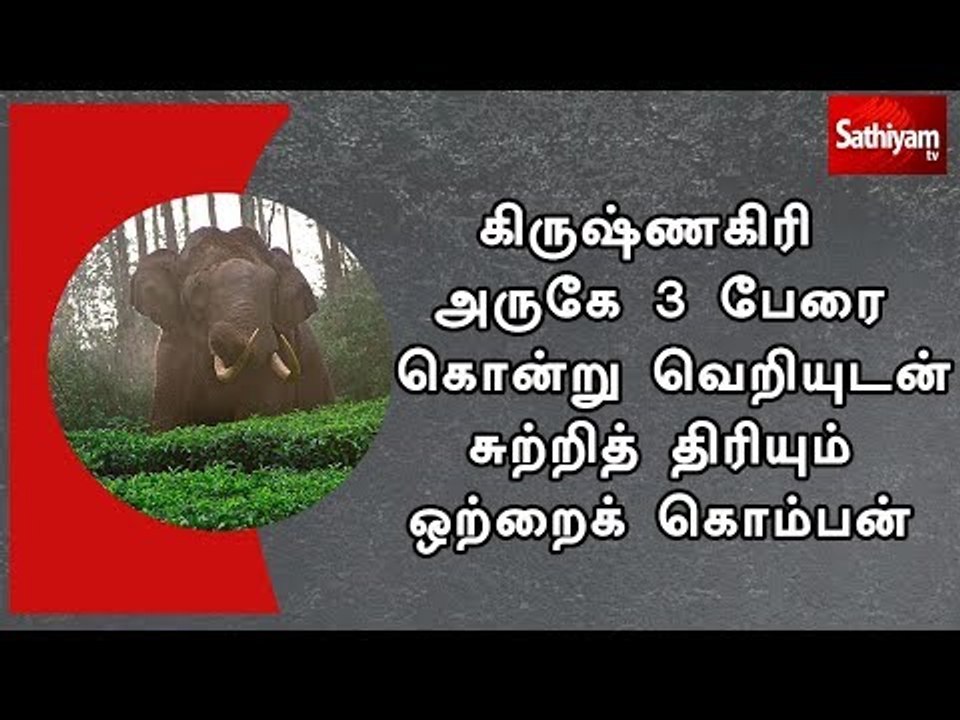 கிருஷ்ணகிரி அருகே 3 பேரை கொன்று வெறியுடன் சுற்றித் திரியும் ஒற்றைக் கொம்பன்