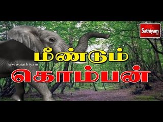 Sathiyam Exclusive : மீண்டும் கொம்பன் | #Elephant