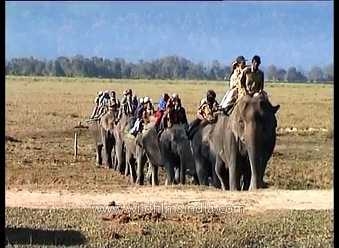 Elephant Safari at Kaziranga National Park Assam