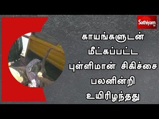 காயங்களுடன் மீட்கப்பட்ட புள்ளிமான் சிகிச்சை பலனின்றி உயிரிழந்தது