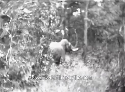 Massive Indian tusker elephant - rare archival footage