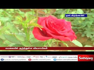 வாடும் ரோஜா விவசாயிகள்