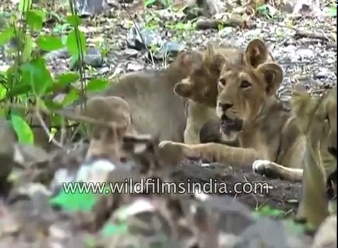 Saving the endangered Asiatic Lion- Lion cubs born in Gujarat