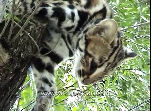 Wildlife in Kaziranga National Park Assam