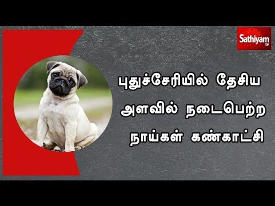 புதுச்சேரியில் தேசிய அளவில் நடைபெற்ற நாய்கள் கண்காட்சி