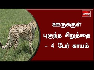ஊருக்குள் புகுந்த சிறுத்தை - 4 பேர் காயம்