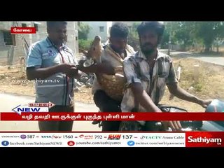கோவை அருகே வழி தவறி ஊருக்குள் புகுந்த புள்ளி மான்