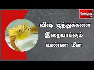 விஷ ஜந்துக்களை இறையாக்கும் வண்ண மீன்