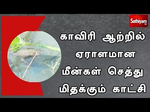 காவிரி ஆற்றில் ஏராளமான மீன்கள் செத்து மிதக்கும் காட்சி