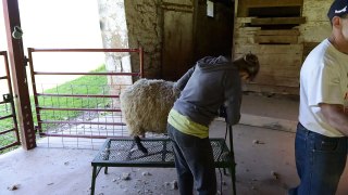 Sheep shearing on a fitting stand at Pairodox Farm, May new.