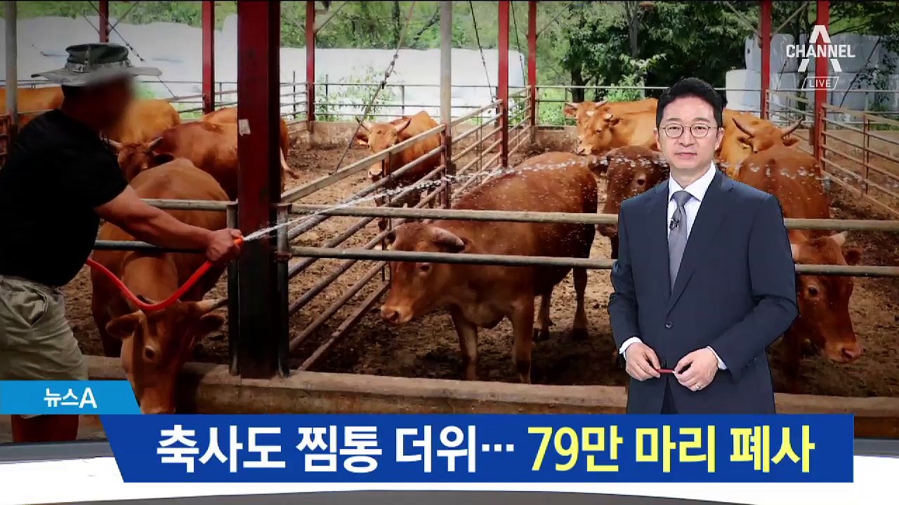 축사도 찜통더위…폭염으로 가축 79만 마리 폐사