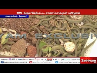 வீட்டுக்குள் குவியல் குவியலாகப் பாம்புகள்; அதிர்ச்சியில் உறைந்த குடியாத்தம் மக்கள்