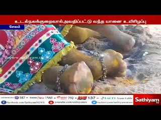 நோய் வாய்பட்டு கோவில் யானை உயிரிழப்பு : மாவட்ட ஆட்சியர் ரோகிணி அஞ்சலி