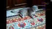 Cats ing strange after vet visit Cat video compilation