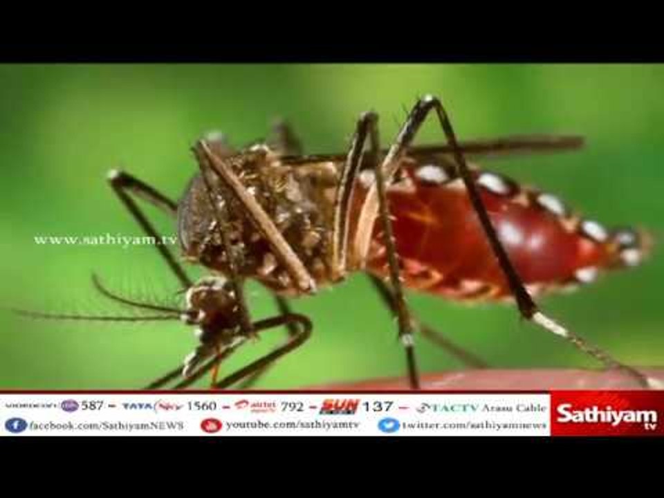 மலேரியா விழிப்புணர்வு தினம்